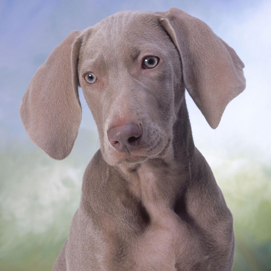 Серый щенок Пойнтер