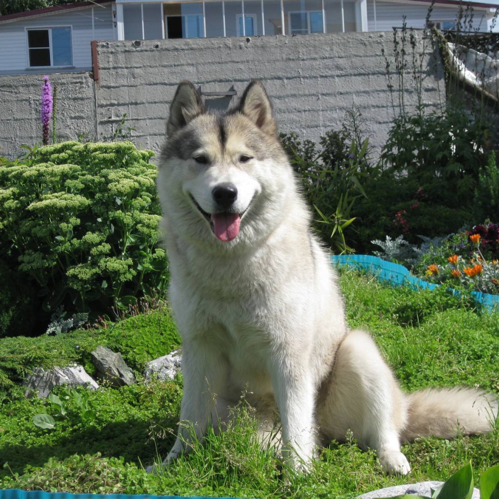 Счастливый аляскинский маламут на хуторе