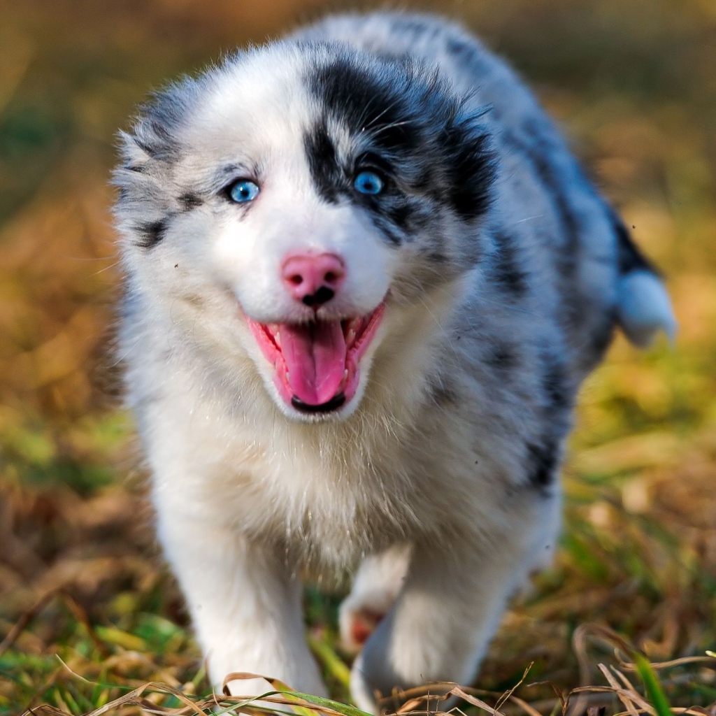 Счастливая австралийская овчарка бежит