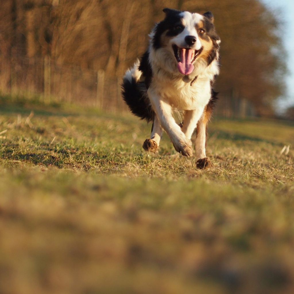 Счастливая австралийская овчарка бежит к хозяину