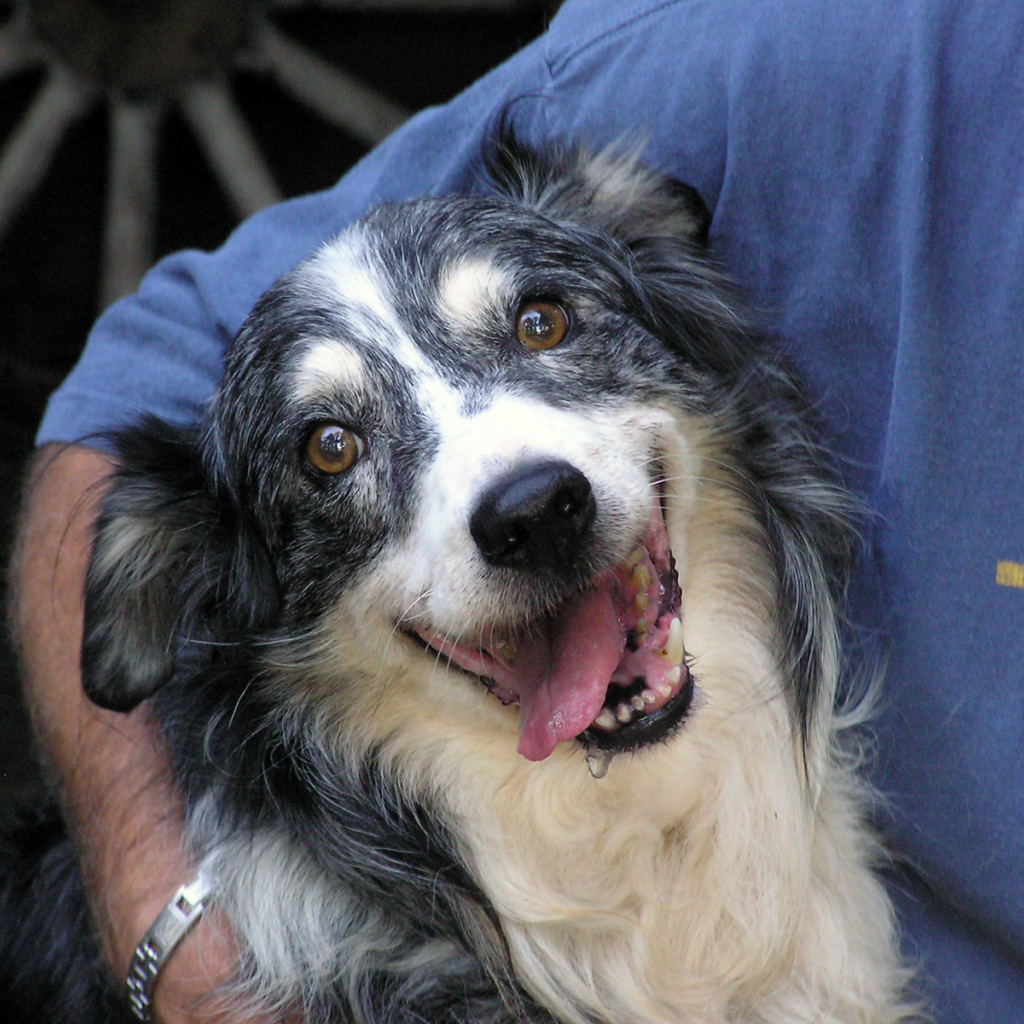 Счастливая австралийская овчарка с хозяином