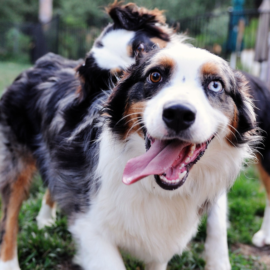 Счастливая австралийская овчарка с разными глазами