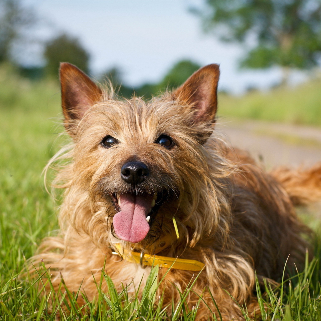 Счастливый австралийский терьер на траве