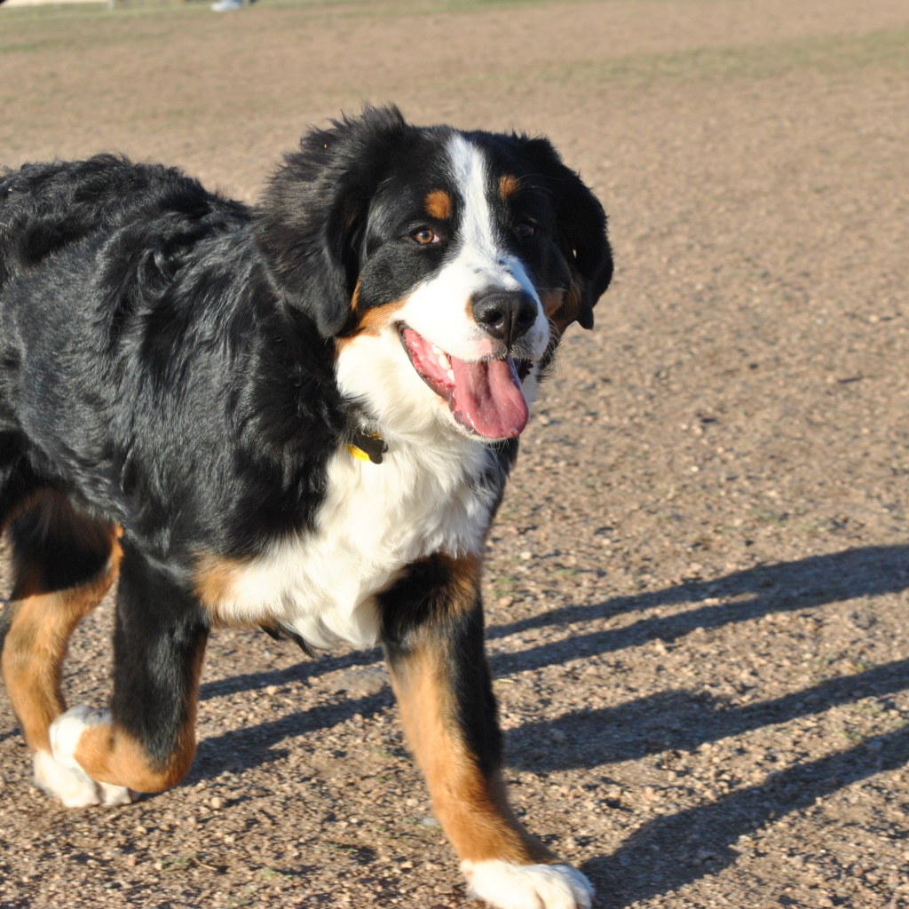 Счастливая бернская пастушья собака