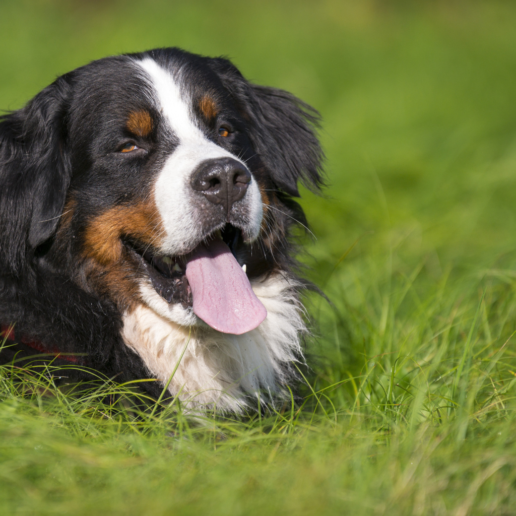 Счастливая бернская пастушья собака лежит в траве