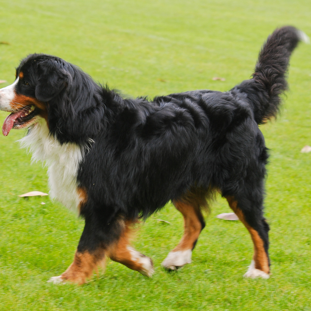 Счастливая бернская пастушья собака бежит по лужайке