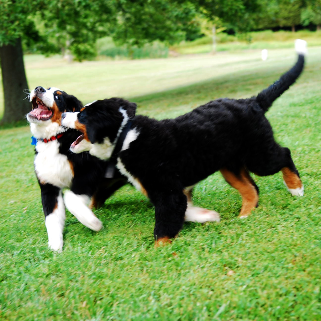 Счастливые щенки бернской пастушьей собаки играют