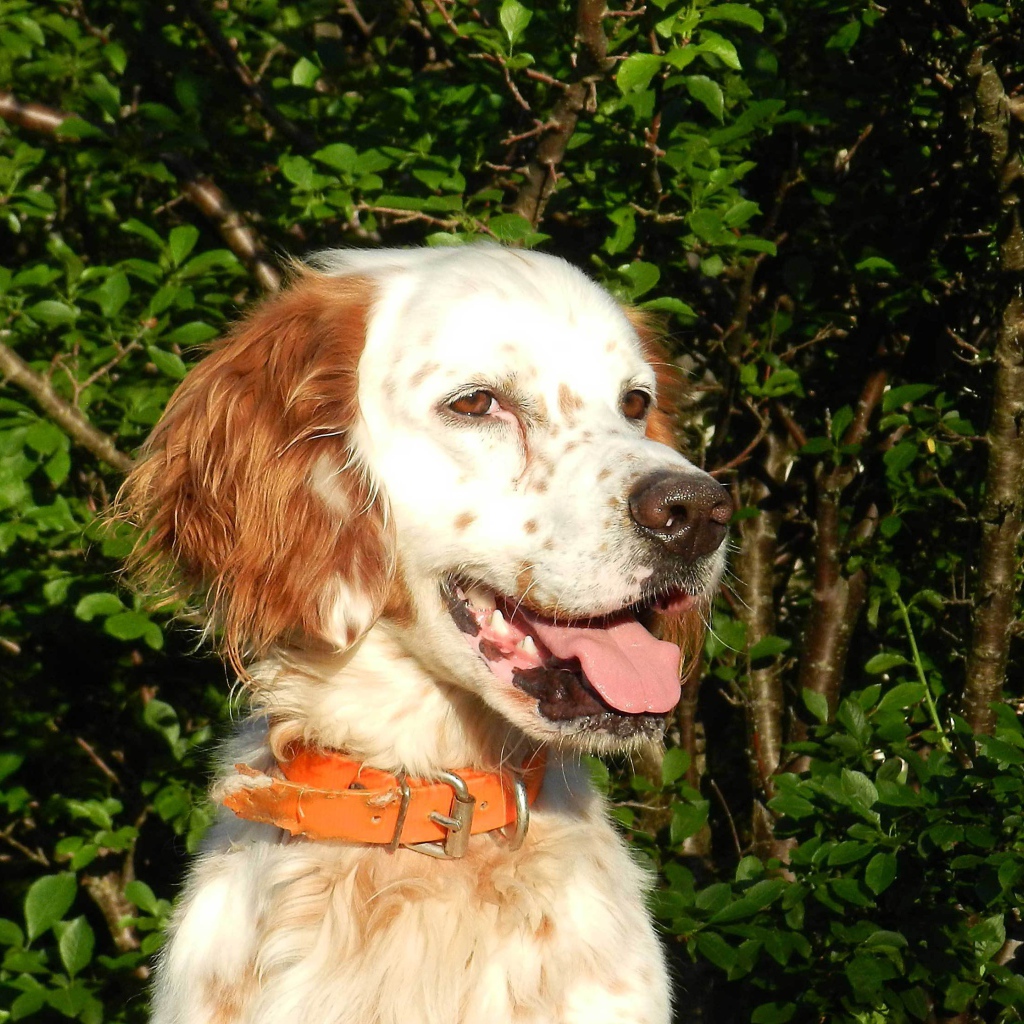 Счастливый английский сеттер