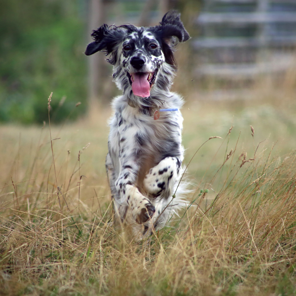 Счастливый английский сеттер бежит по полю