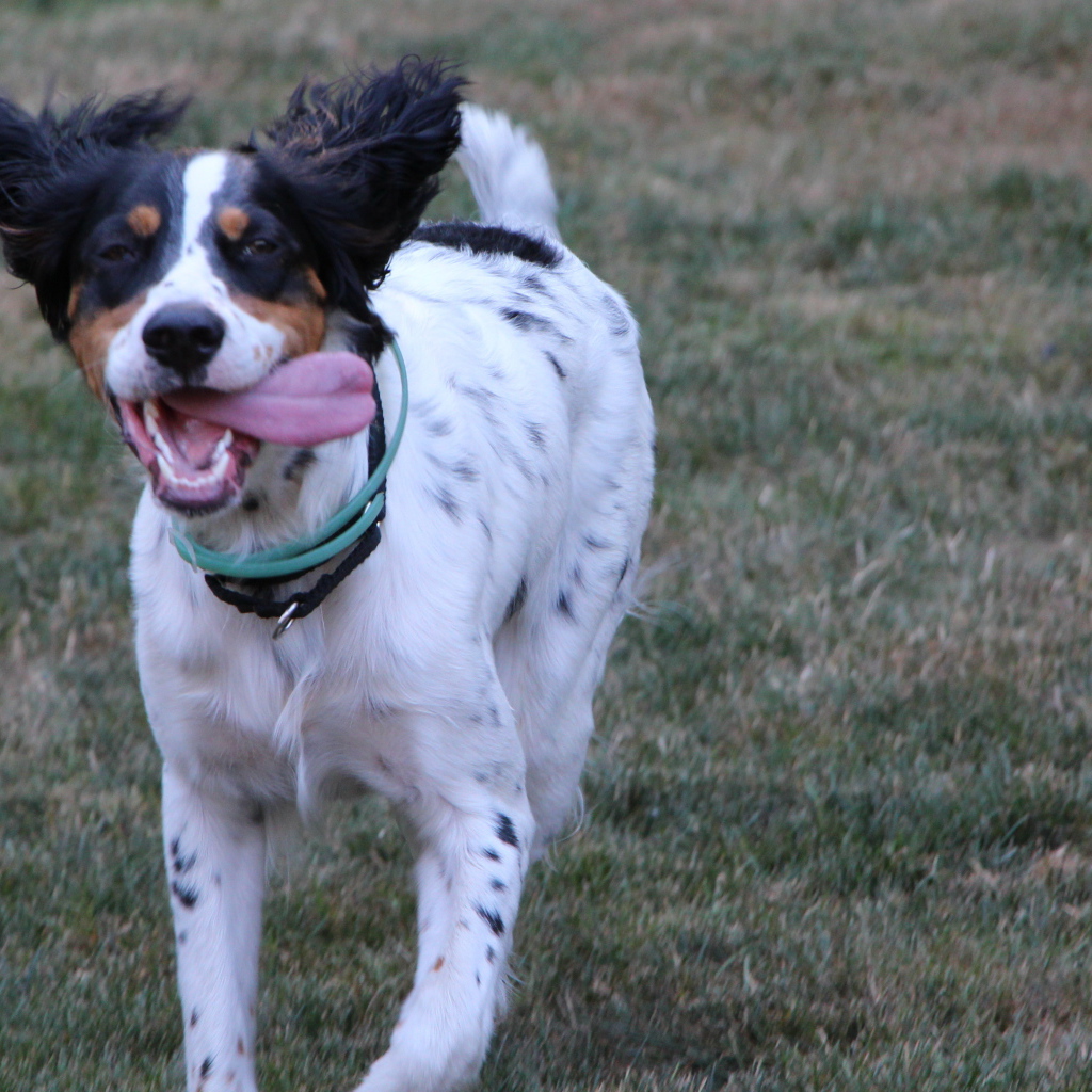 Счастливый английский сеттер бежит к хозяину