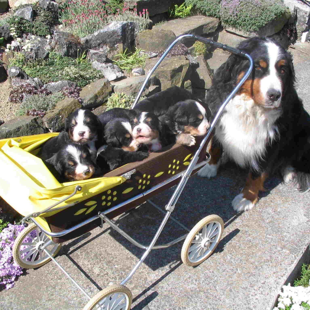 Счастливые щенки бернской пастушьей собаки с мамой