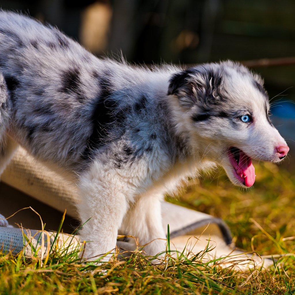 Счастливый щенок австралийской овчарки