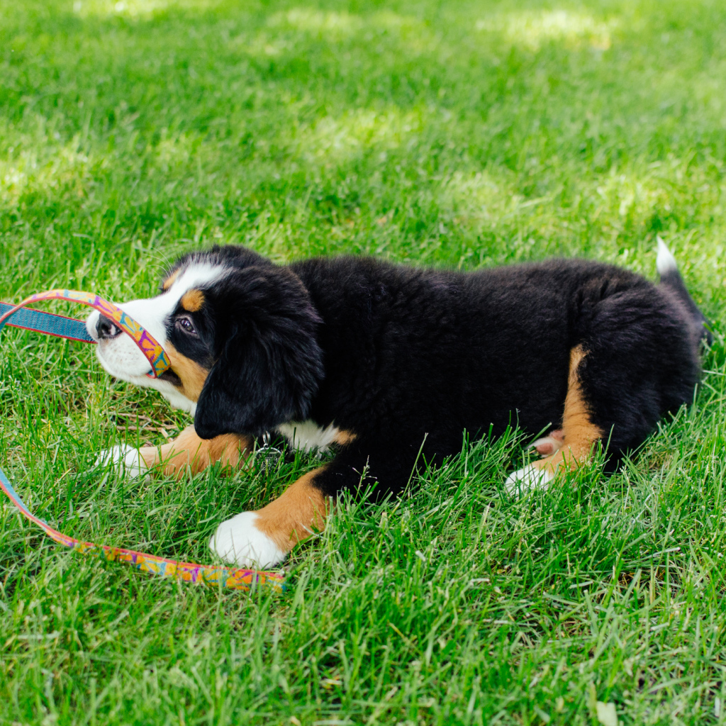 Счастливый щенок бернской пастушьей собаки отбирает поводок
