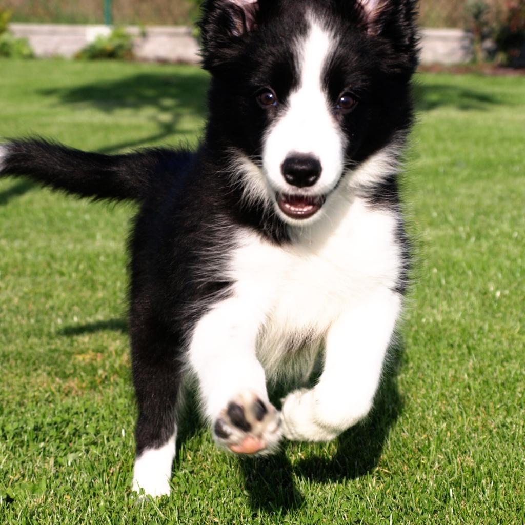 Счастливый щенок бордер-колли бежит по траве