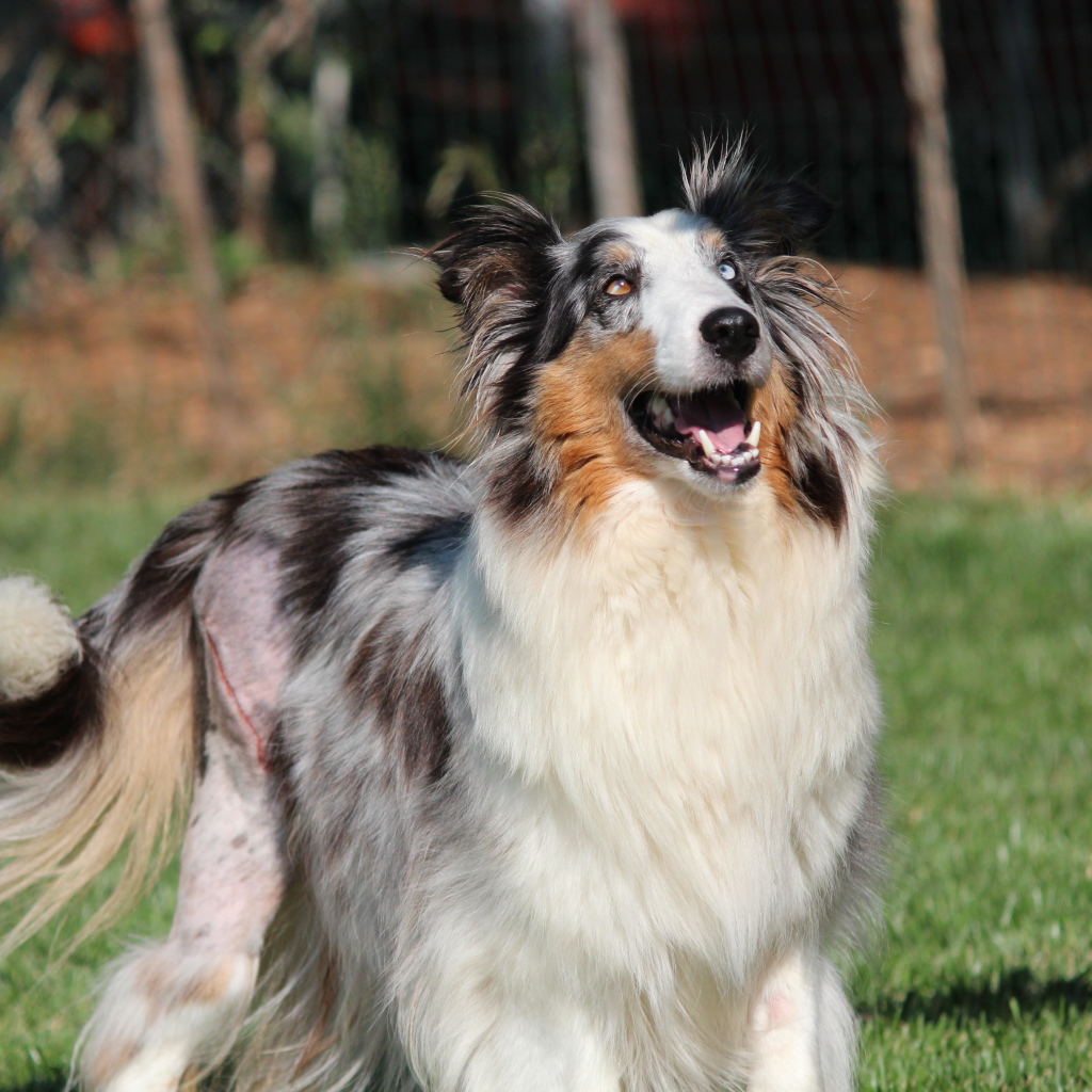 Счастливая собака породы шелти