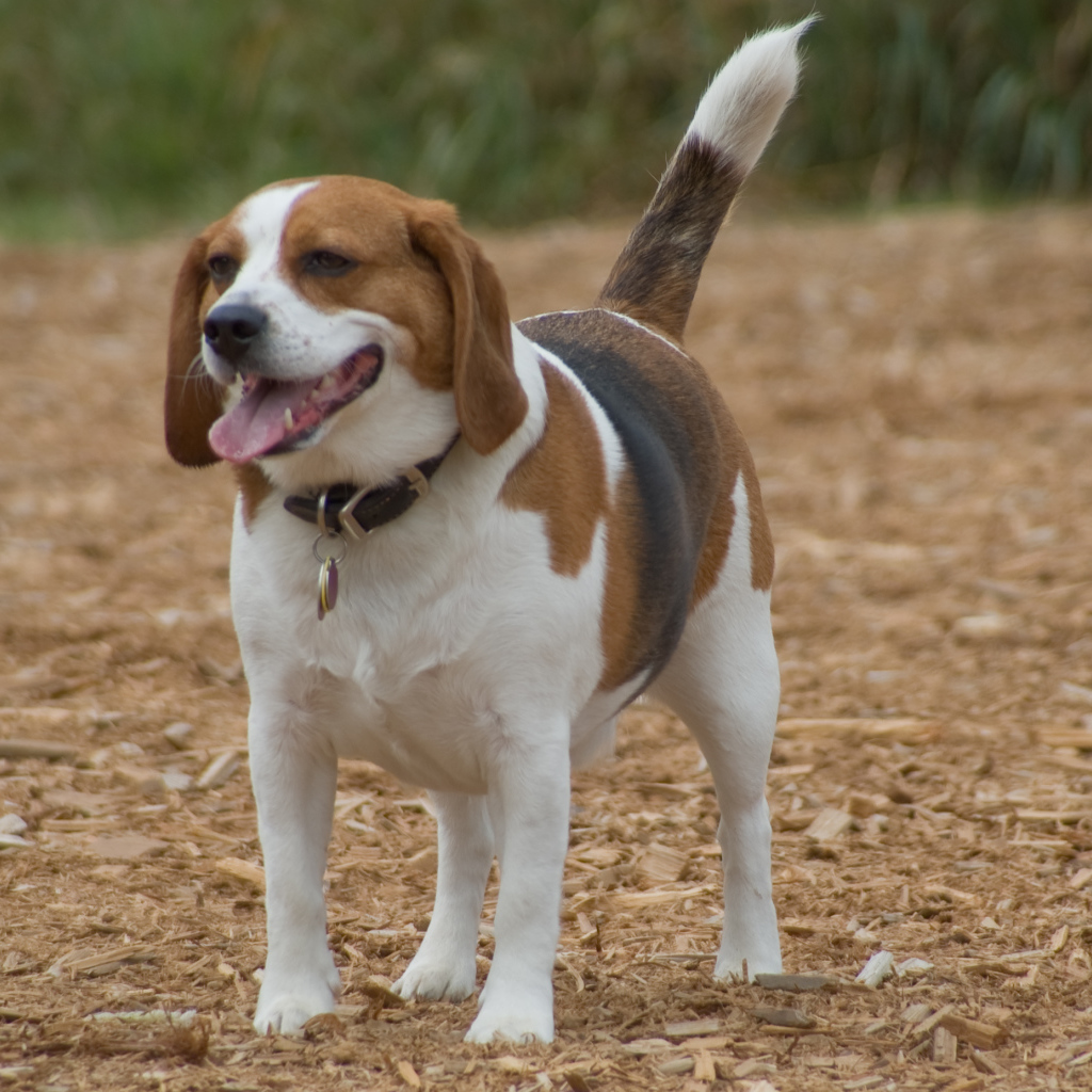 Счастливая собака породы бигль