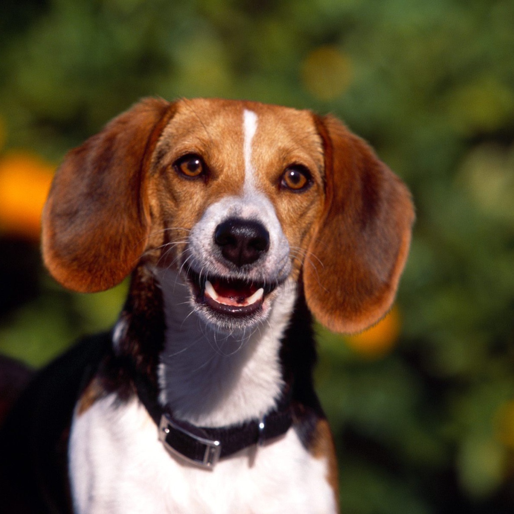 Счастливая собака породы бигль увидела хозяина