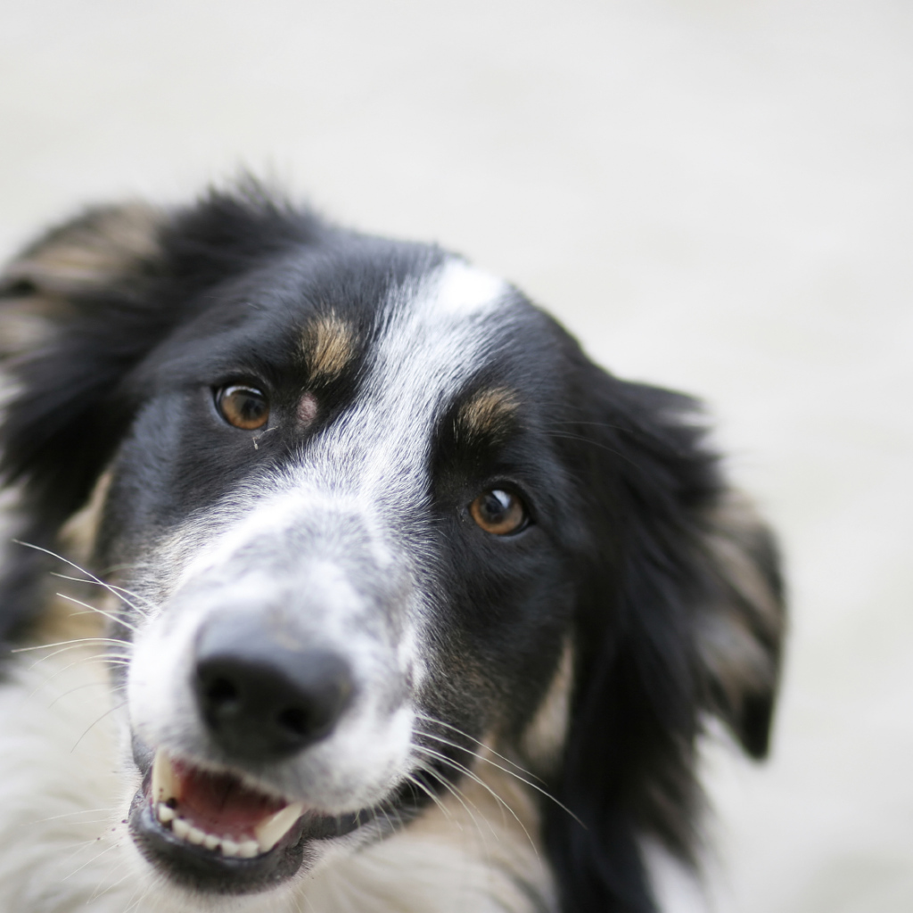 Счастливая бордер-колли крупным планом