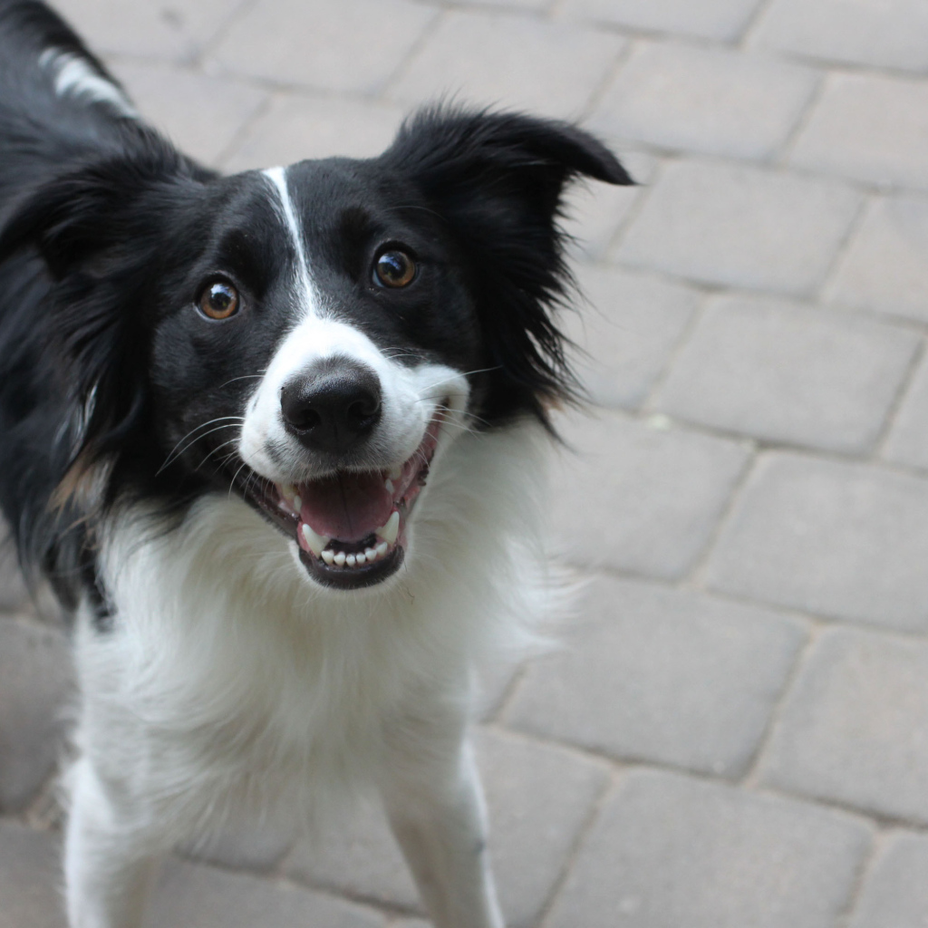 Счастливая бордер-колли смотрит на фотографа