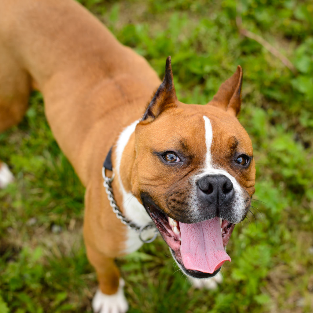 Счастливый боксёр любит фотографироваться