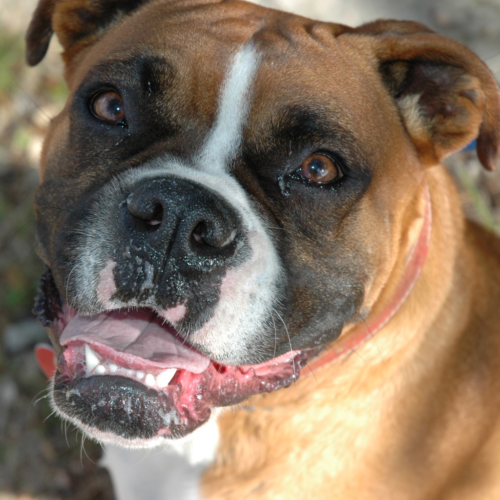 Счастливый боксёр смотрит на фотографа