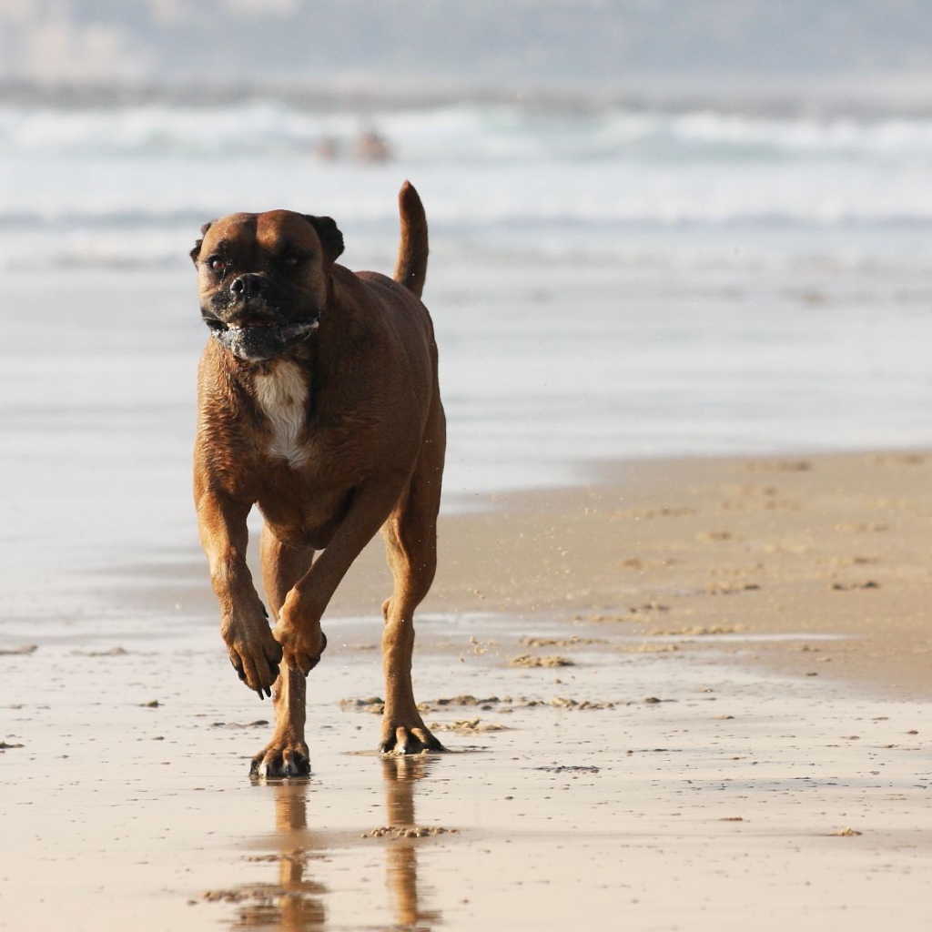 Счастливый боксёр бежит по берегу моря