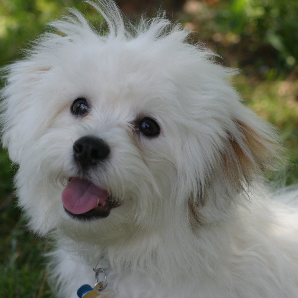 Счастливая собака породы бишон-фриз просит лакомство