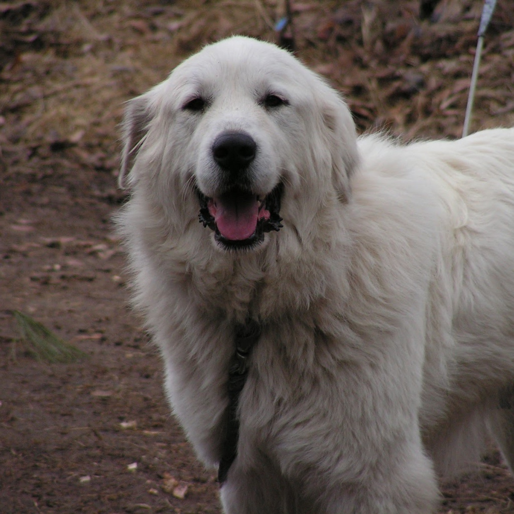 Счастливая большая пиренейская собака