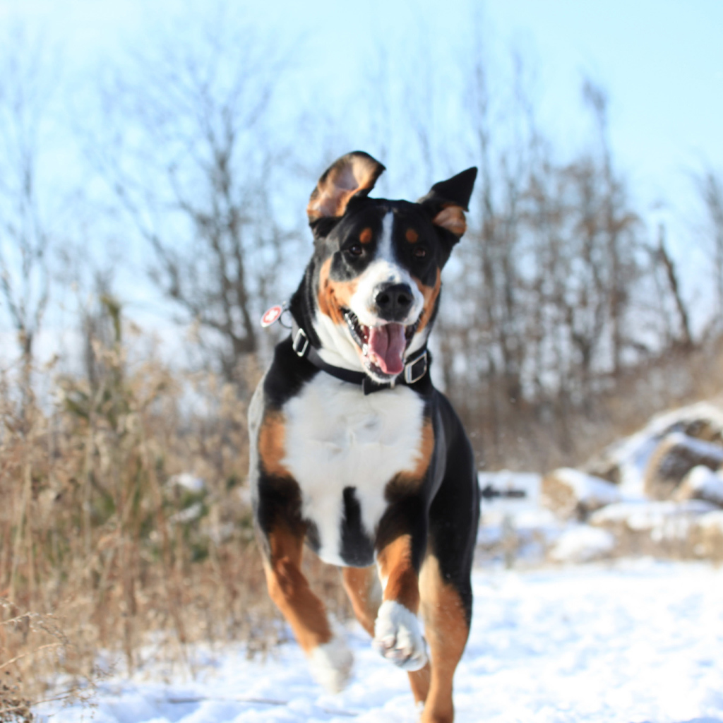 Счастливый большой швейцарский зенненхунд бежит по снегу