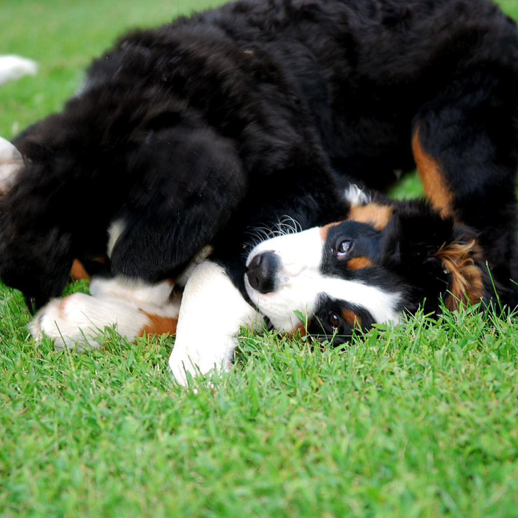 Счастливые щенки бернской пастушьей собаки играют на газоне
