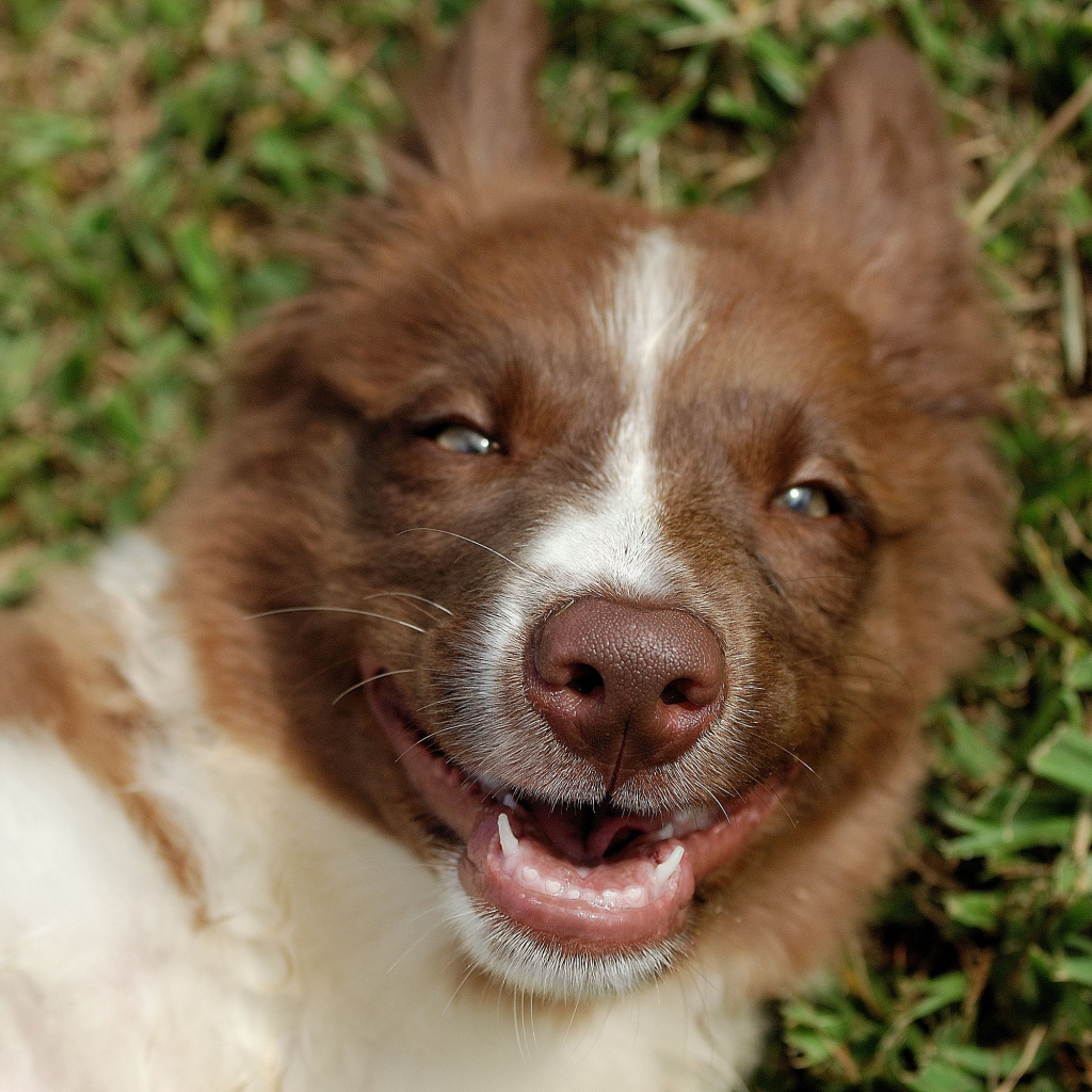 Счастливая рыжая бордер-колли