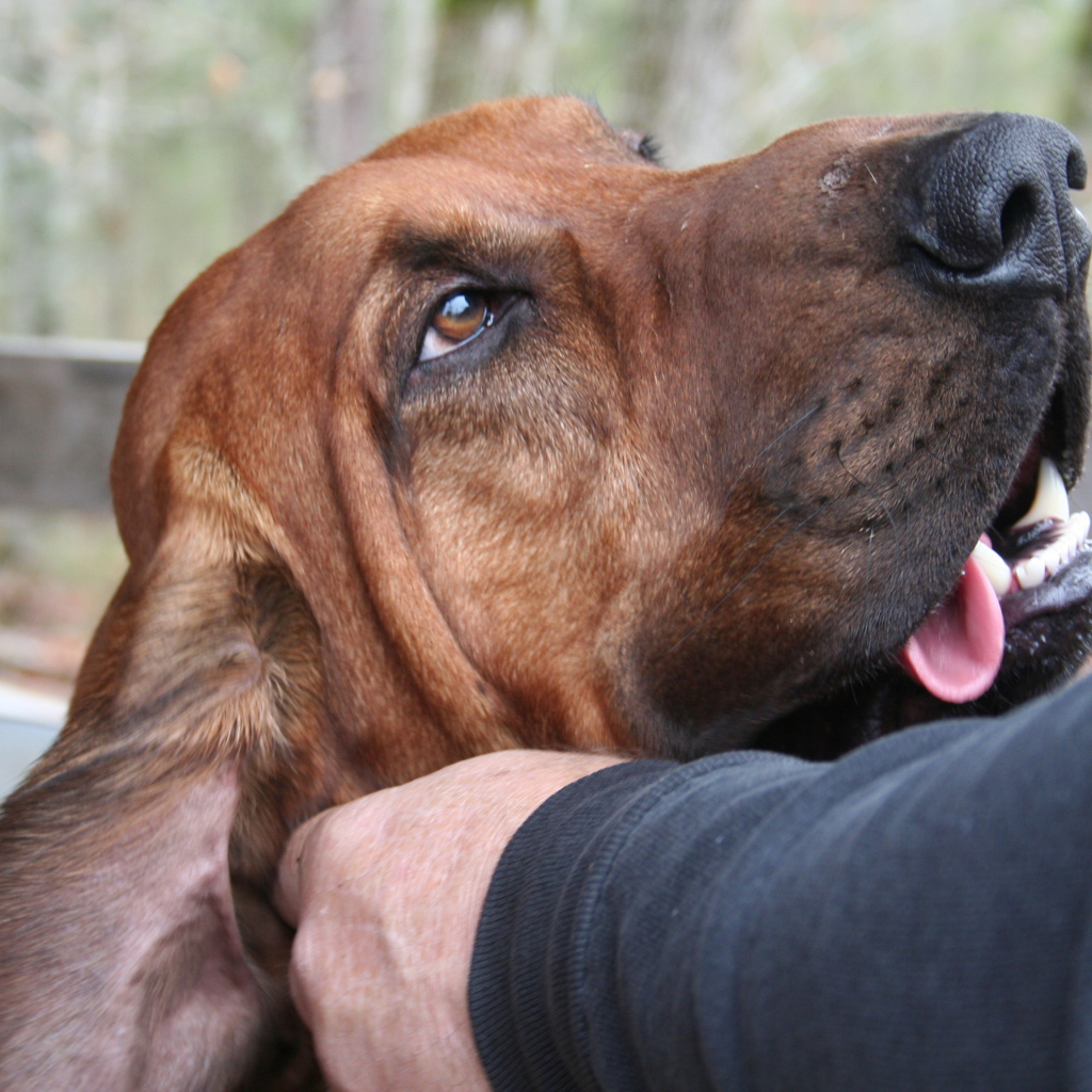 Хозяин чешет ухо бладхаунду