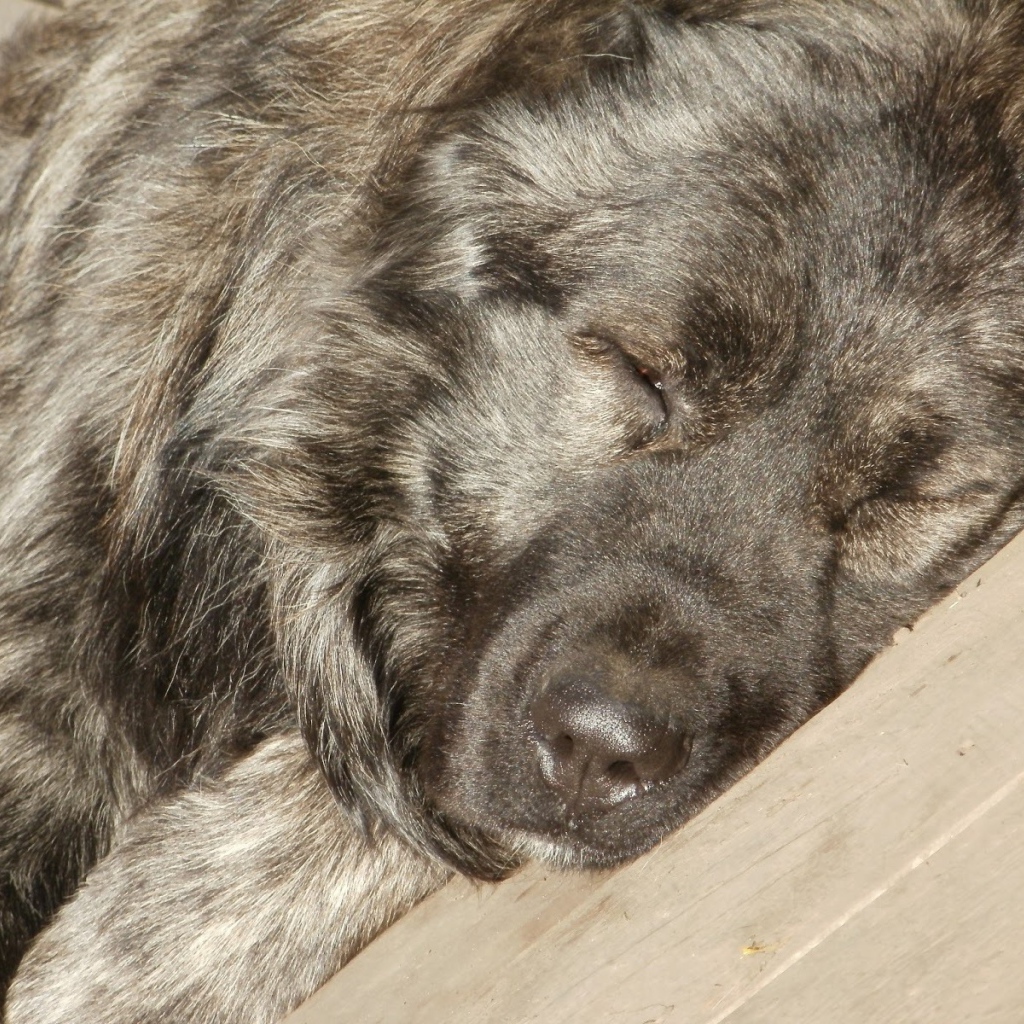 Огромная Кавказская овчарка спит