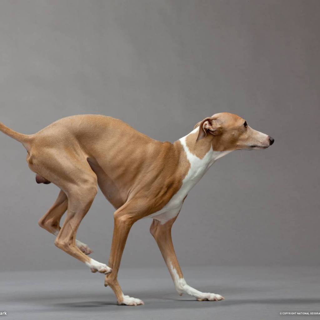 Итальянский Грейхаунд