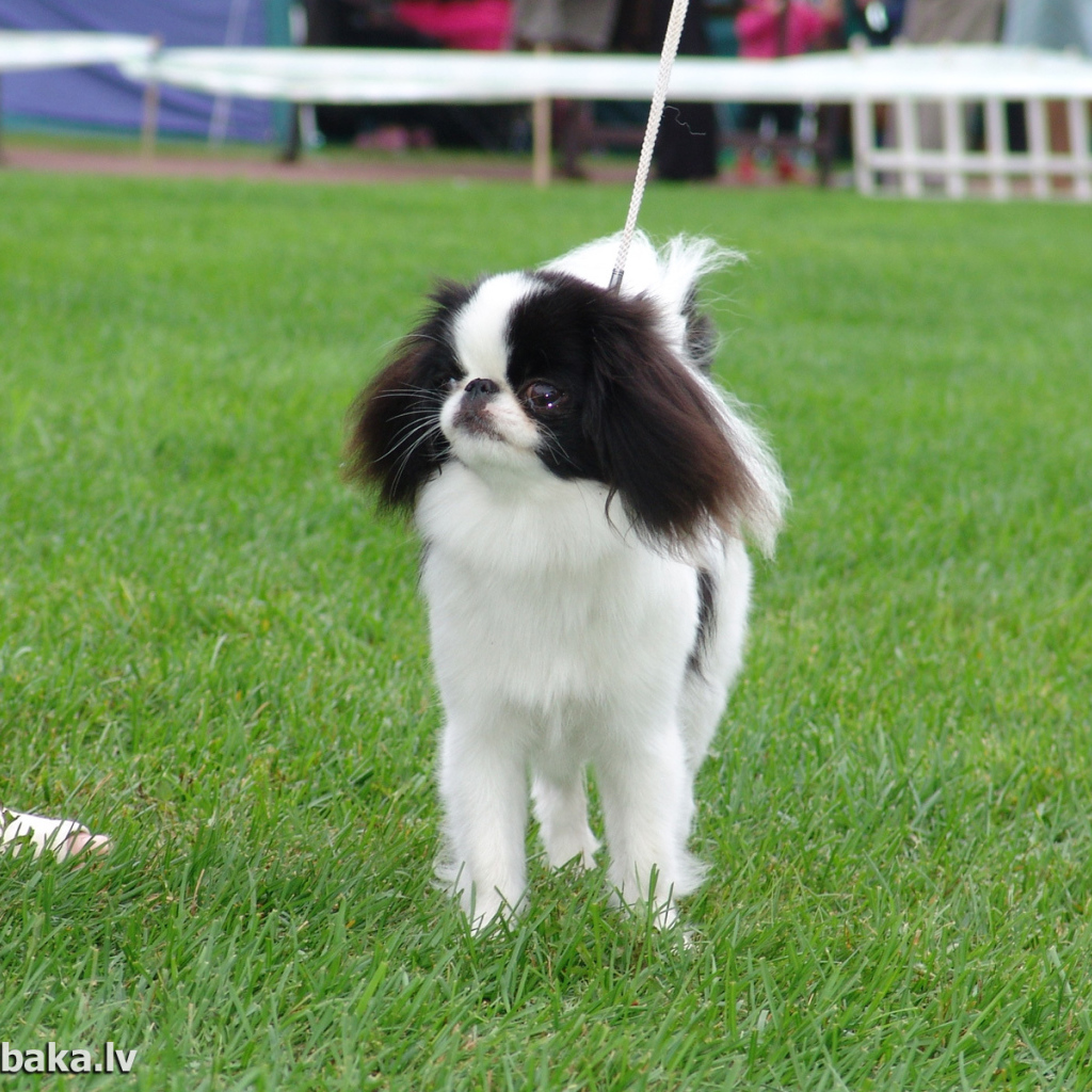 Японский хин на собачьей выставке