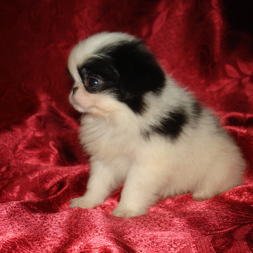 Щенок японского хина