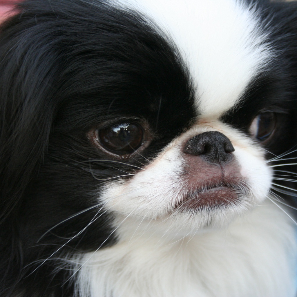 Японский хин крупным планом