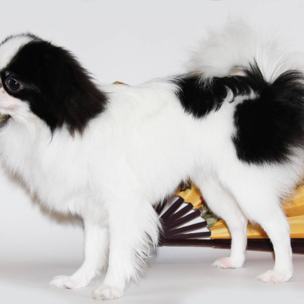 Японский хин на белом фоне