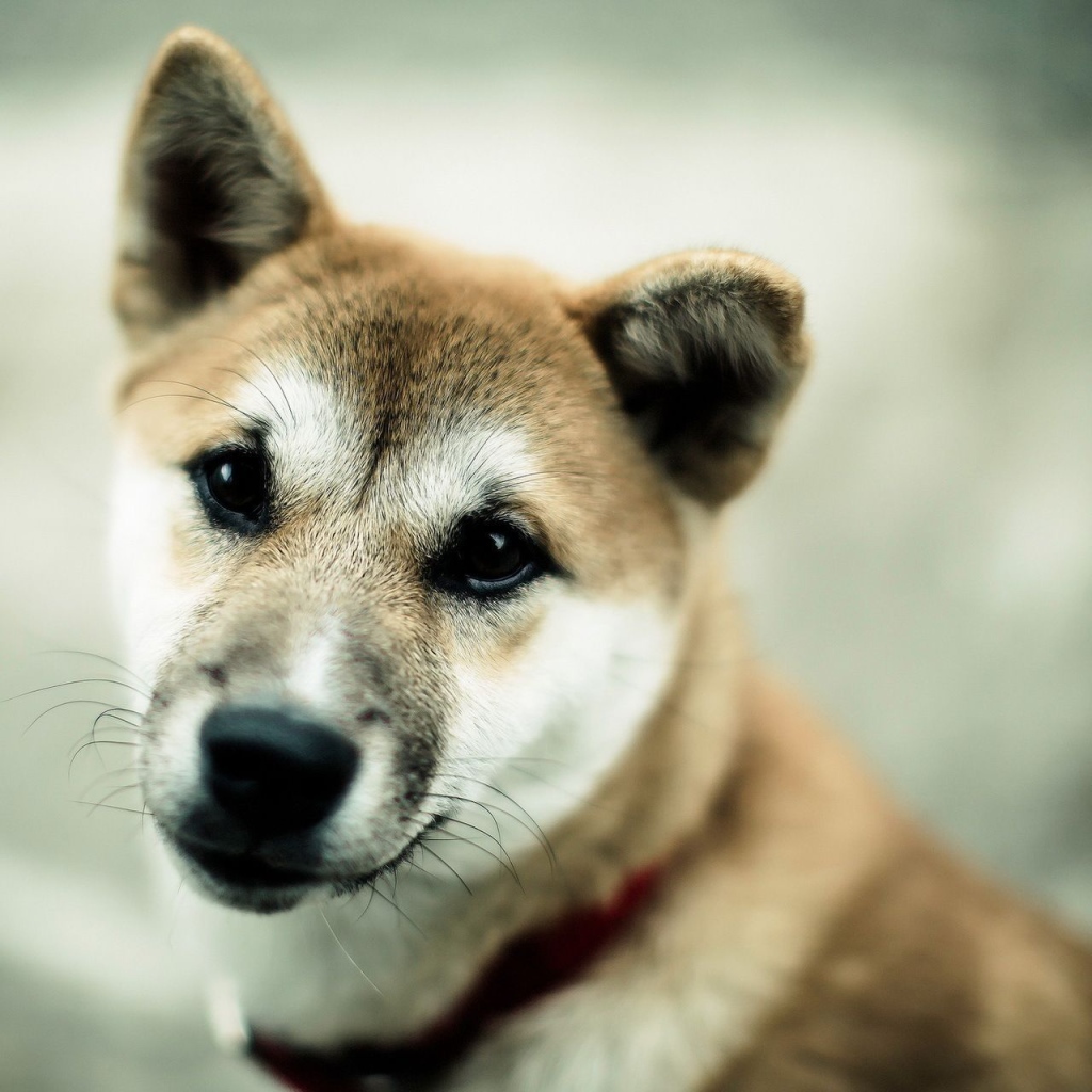 Японская порода собаки акита-ину