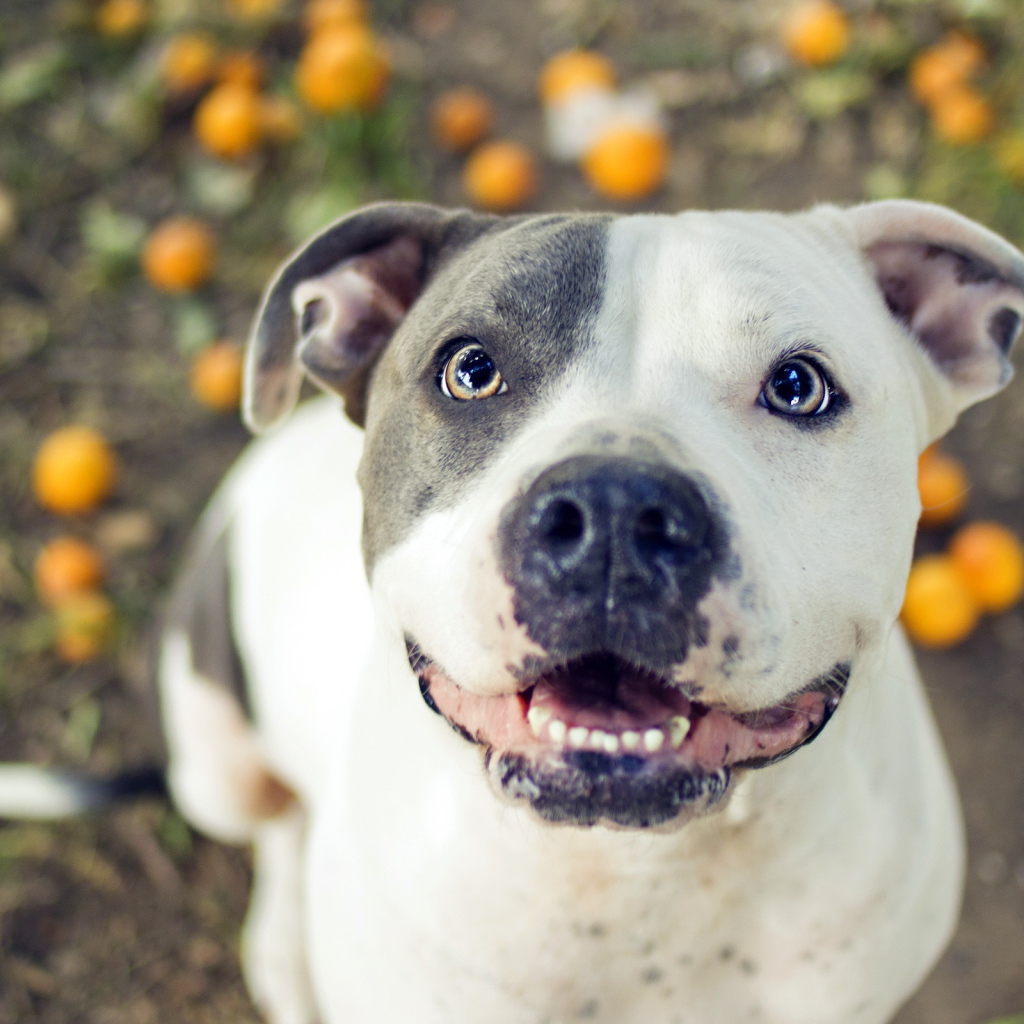 Радостный питбуль в саду