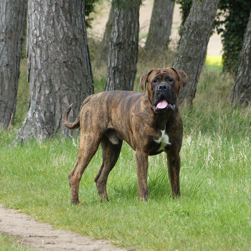 Крупный боксёр на прогулке