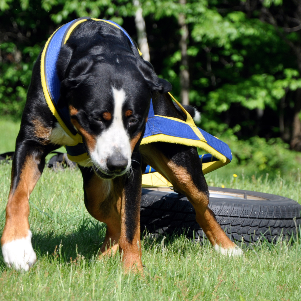 Ленивый большой швейцарский зенненхунд