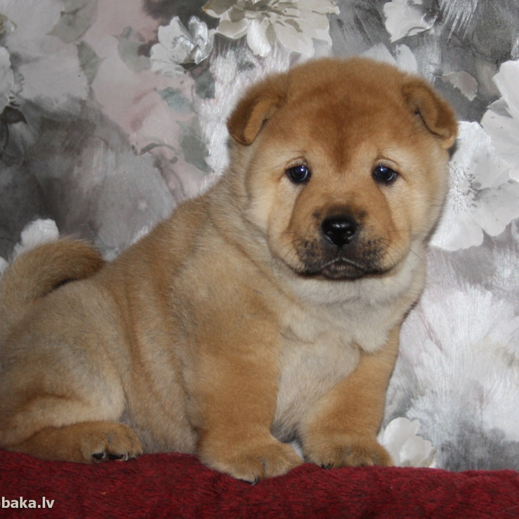 Маленький чау-чау