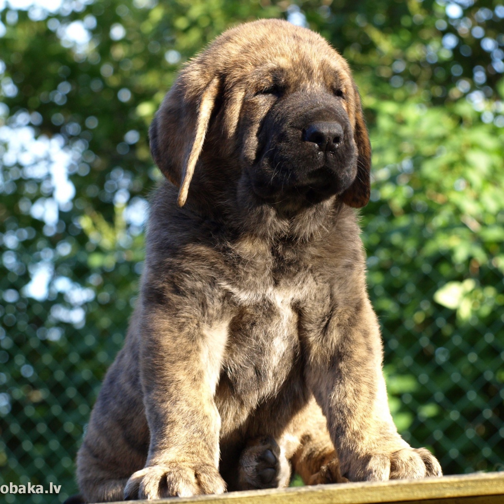 Маленький Испанский мастиф на столе