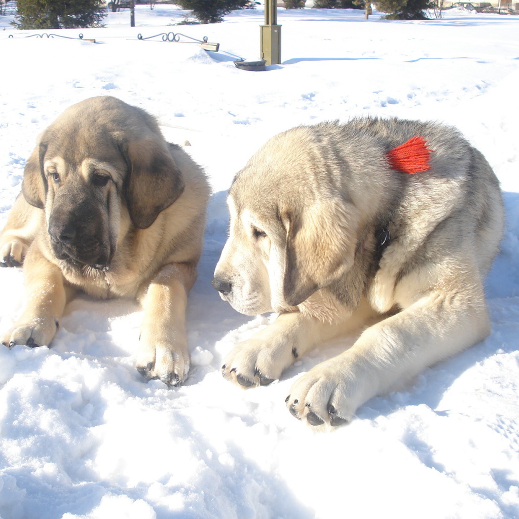 Маленькие испанские мастифы на снегу