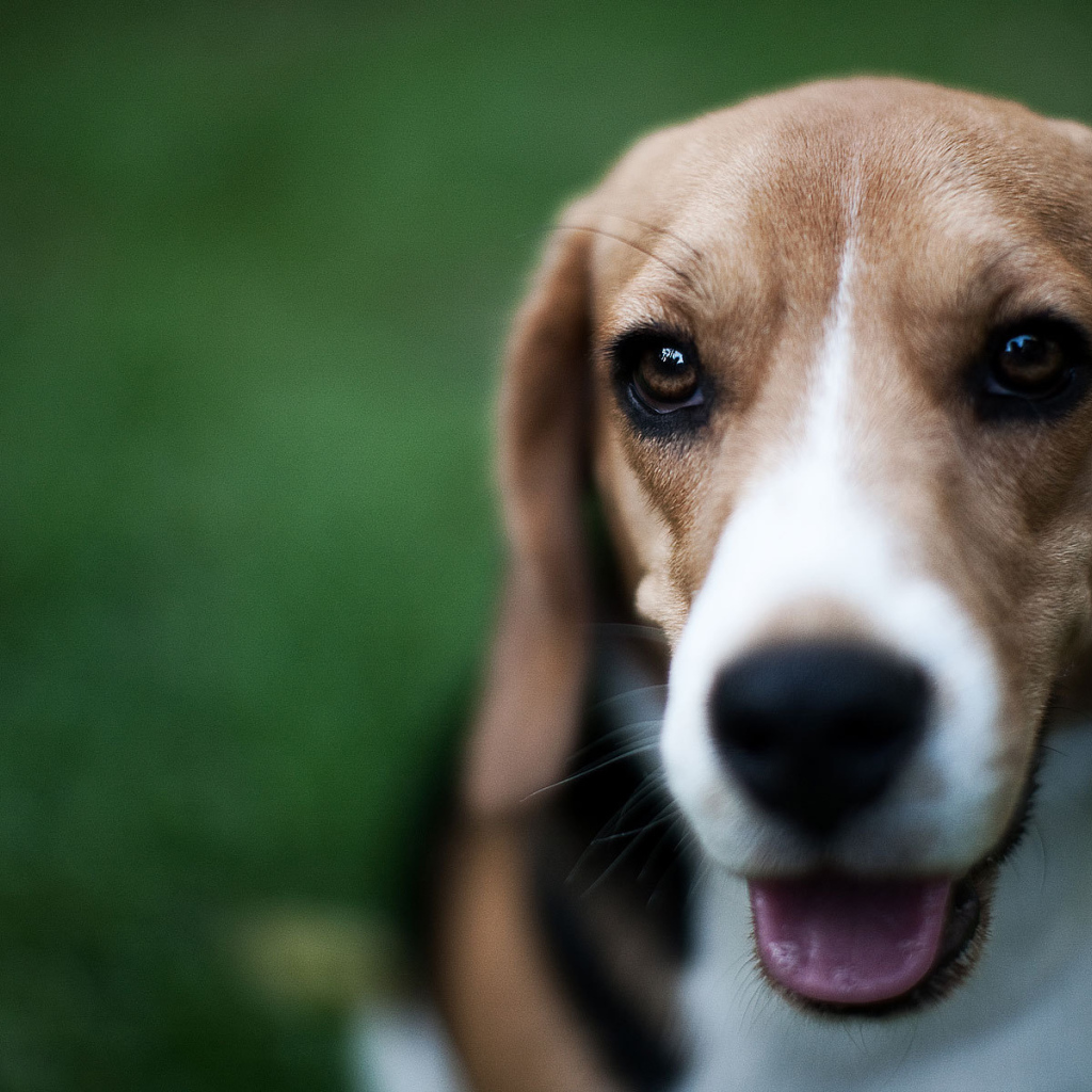 Маленький милый Грейхаунд