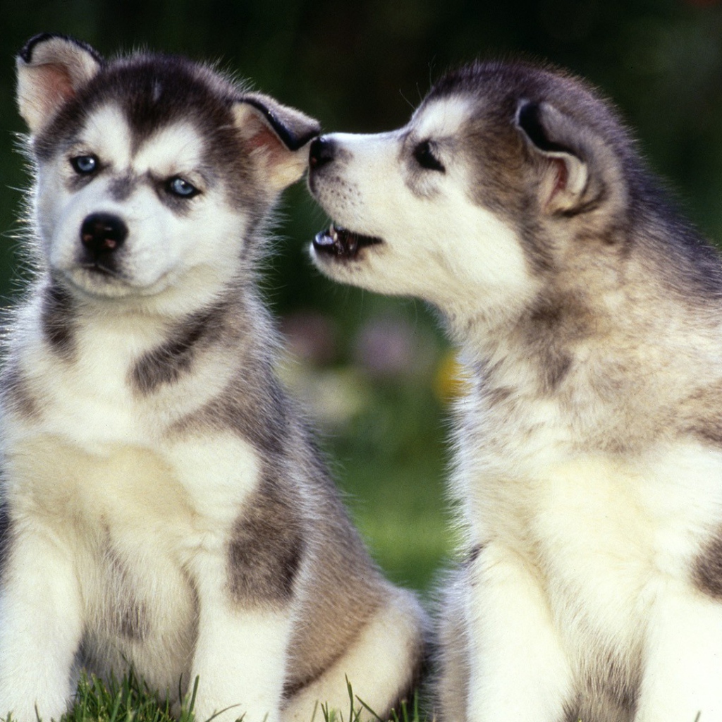 Маленькие Щенки сибирских хаски