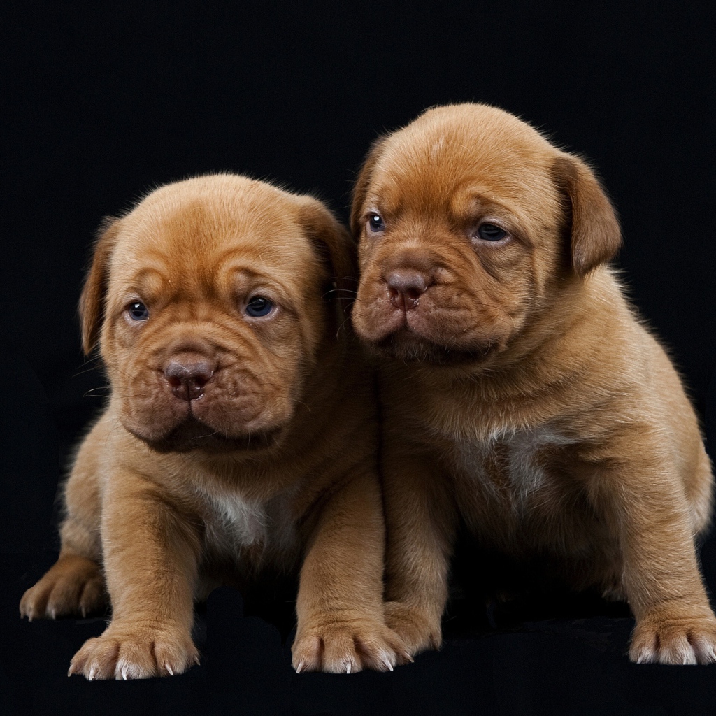 Маленькие щенки Бордоского дога 