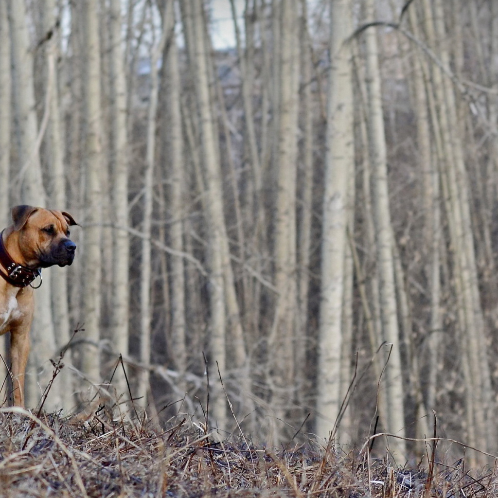 Одинокий боксёр в пустом лесу