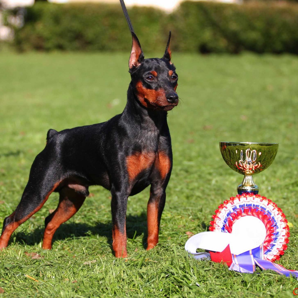 Miniature Pinscher and his prizes